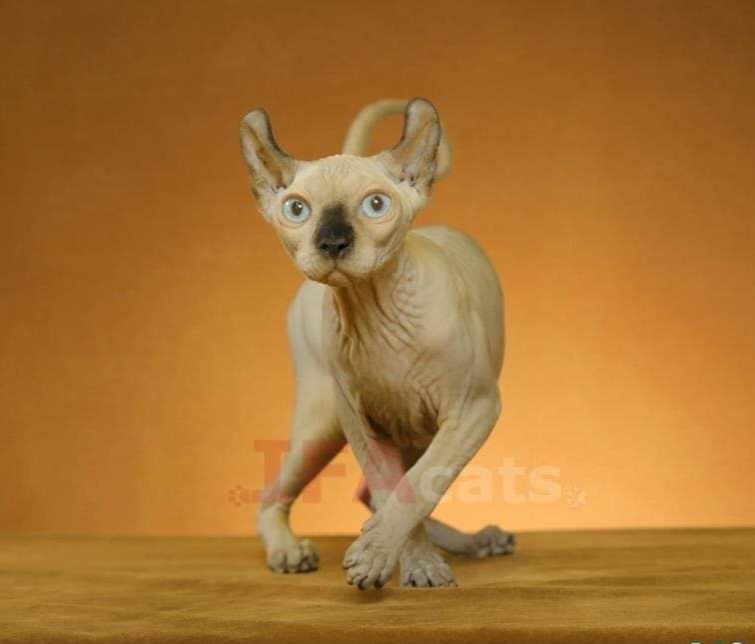 Котик породы ELF