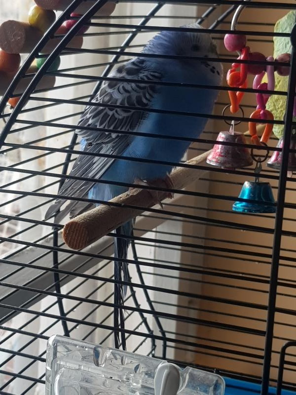 Волнистый попугай вместе с клеткой