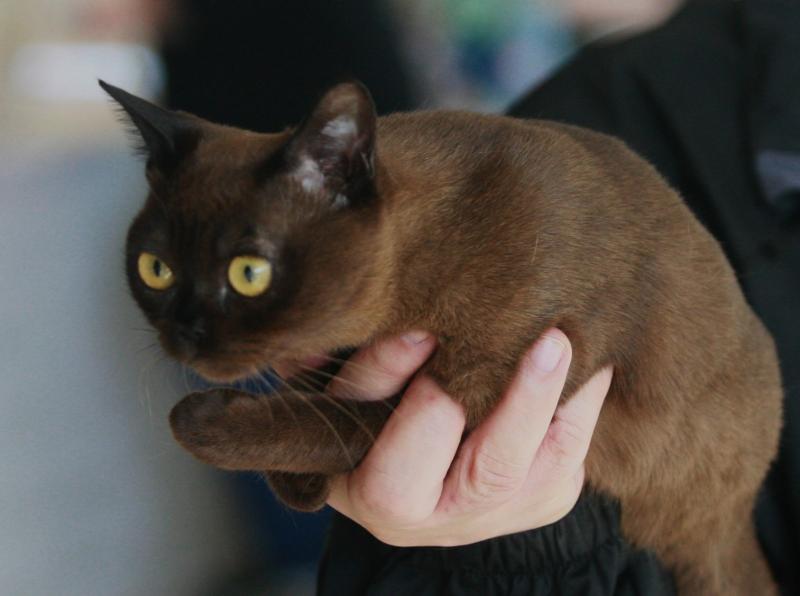 Кошки и котята