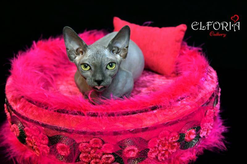 Котята Sphynx, Elf, Bambino