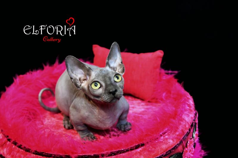 Котята Sphynx, Elf, Bambino