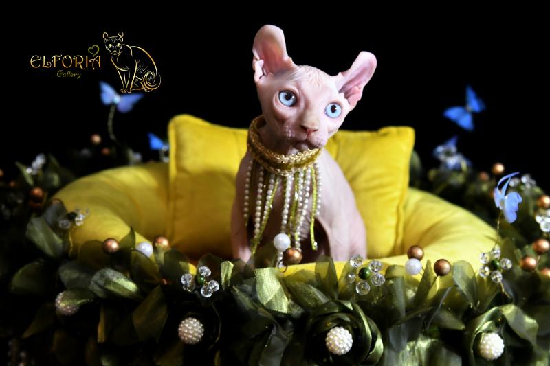 Котята Sphynx, Elf, Bambino