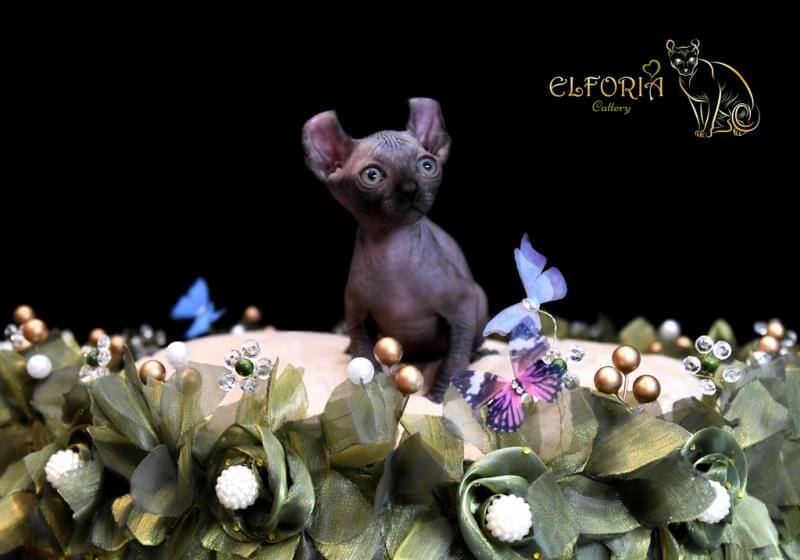 Котята Sphynx, Elf, Bambino, DWELF.