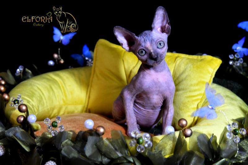 Котята Sphynx, Elf, Bambino, DWELF.