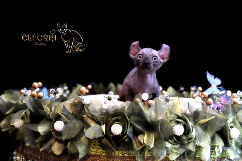 Котята Sphynx, Elf, Bambino, DWELF.