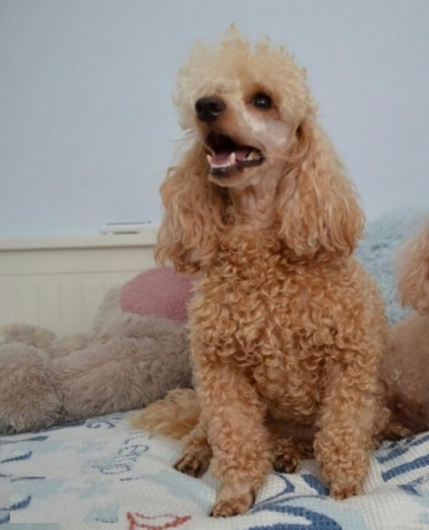 Пара для вязки абрикосовый той пудель (мальчик) с документами fci и оп