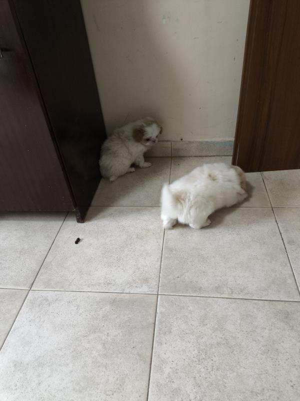 Щенки Японского Хина