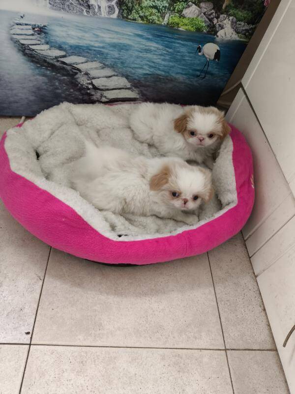 Щенки Японского Хина