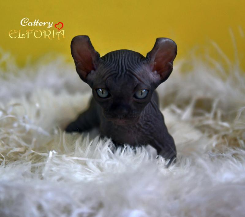 котята Канадского cфинкса, Эльфы, Двельфы.