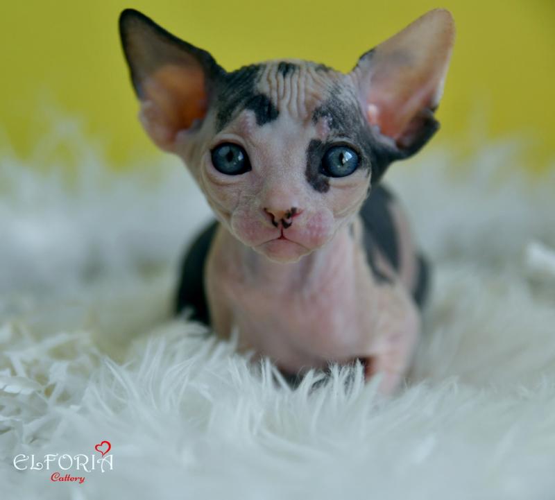 котята Канадского cфинкса, Эльфы, Двельфы.
