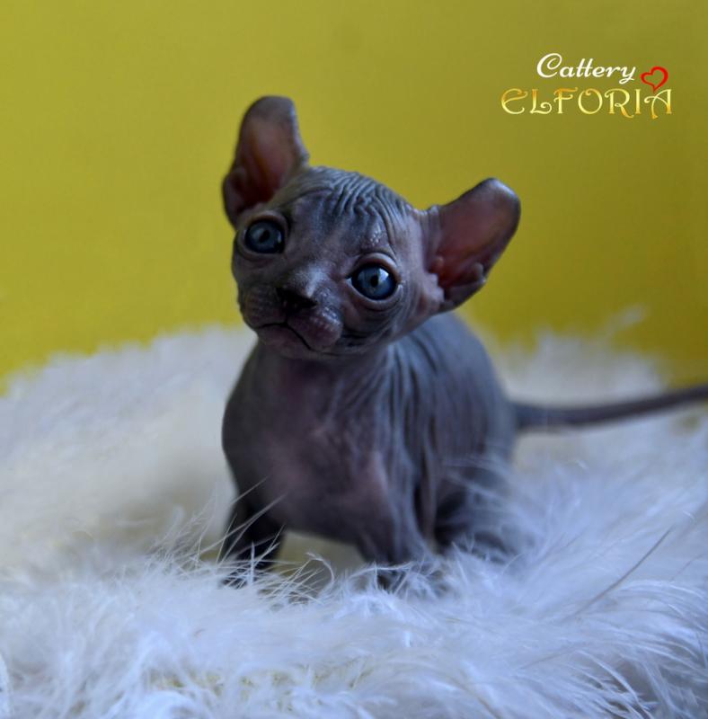 котята Канадского cфинкса, Эльфы, Двельфы.