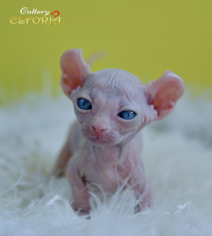 котята Канадского cфинкса, Эльфы, Двельфы.