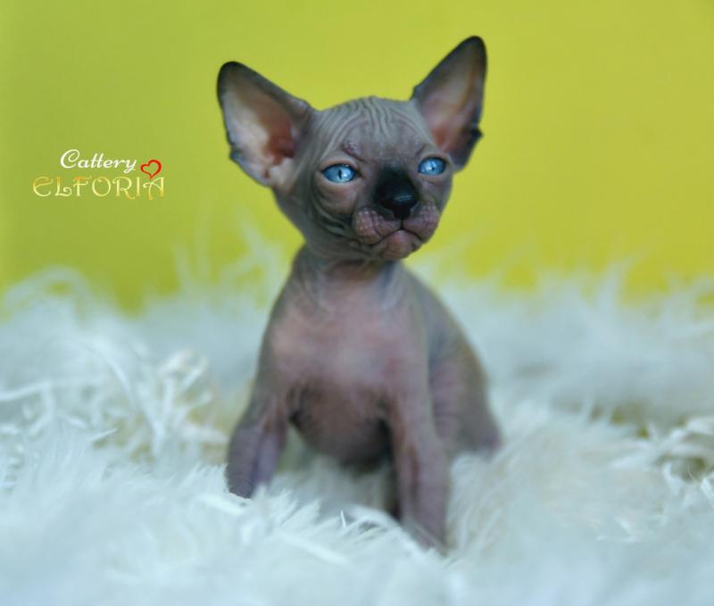 котята Канадского cфинкса, Эльфы, Двельфы.