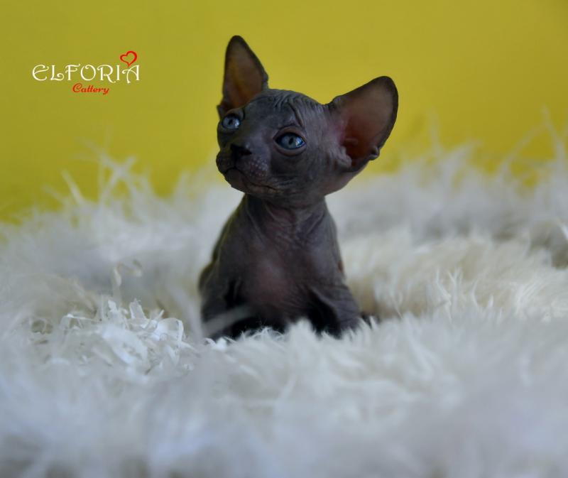 котята Канадского cфинкса, Эльфы, Двельфы.