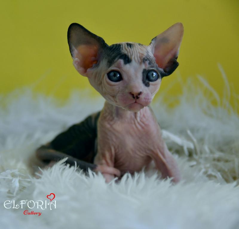 котята Канадского cфинкса, Эльфы, Двельфы.