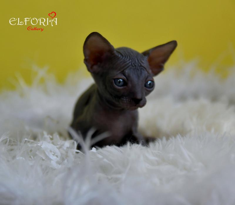 котята Канадского cфинкса, Эльфы, Двельфы.