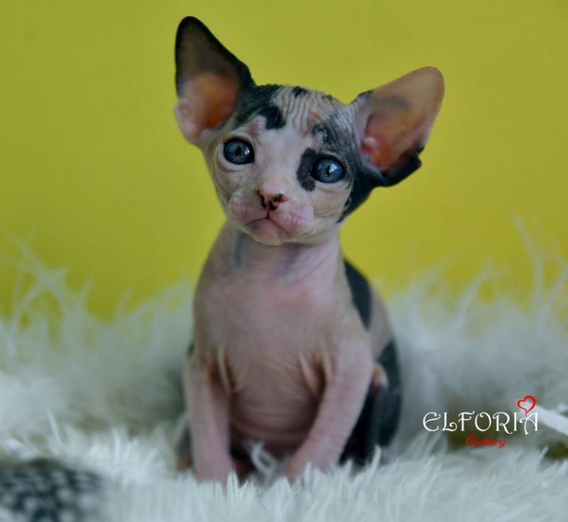 котята Канадского cфинкса, Эльфы, Двельфы.