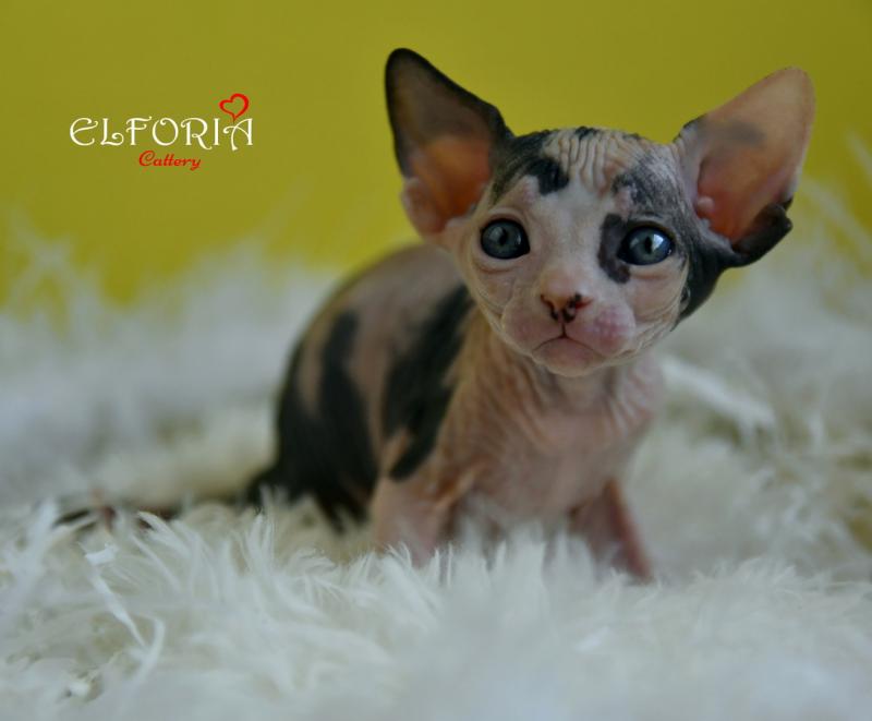 котята Канадского cфинкса, Эльфы, Двельфы.