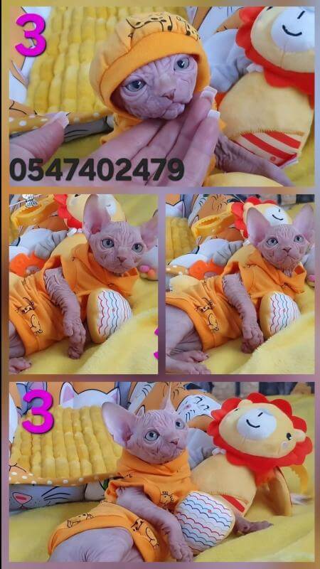 Котята канадского сфинкса