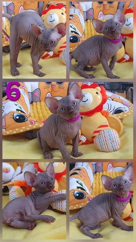 Котята канадского сфинкса