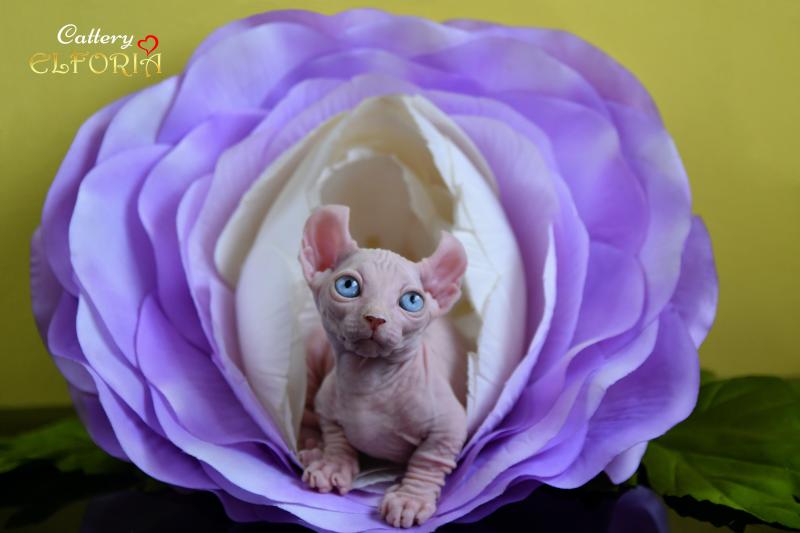 котята Канадского cфинкса, Эльфы, Двельфы.