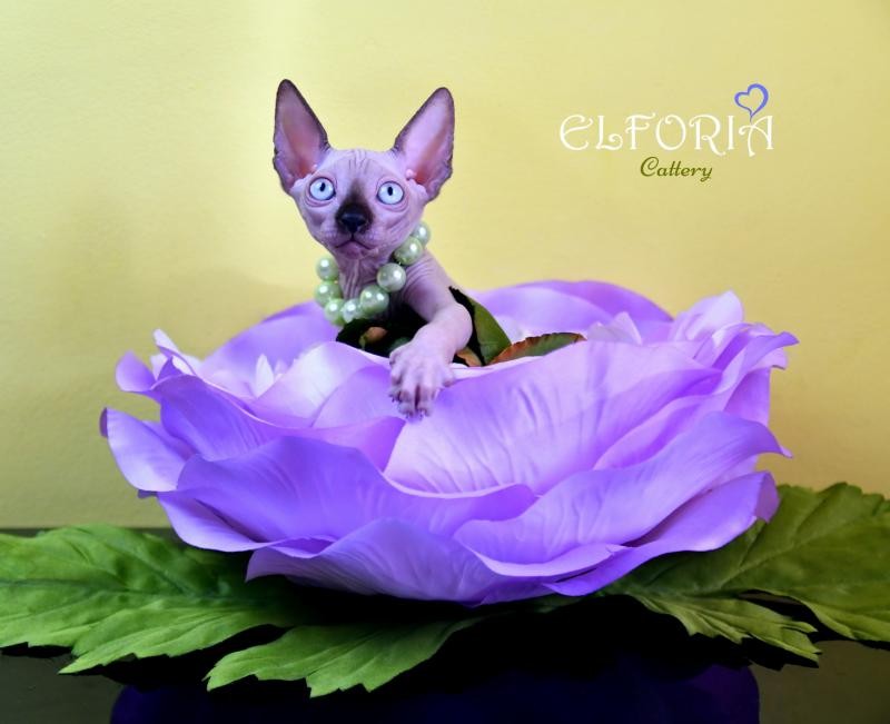котята Канадского cфинкса, Эльфы, Двельфы.