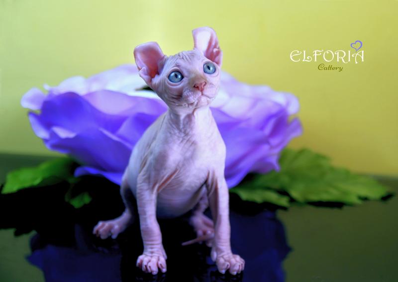 котята Канадского cфинкса, Эльфы, Двельфы.