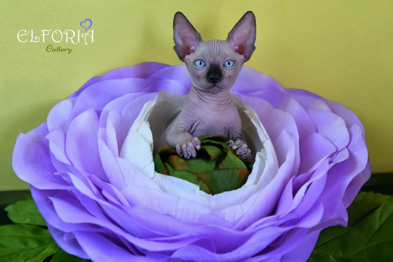 котята Канадского cфинкса, Эльфы, Двельфы.