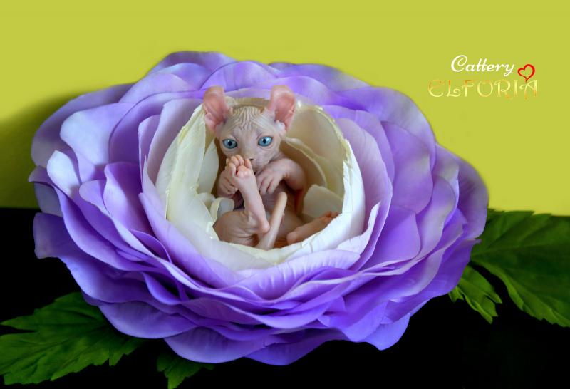 котята Канадского cфинкса, Эльфы, Двельфы.