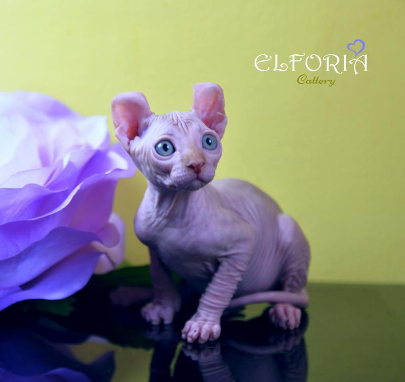 котята Канадского cфинкса, Эльфы, Двельфы.