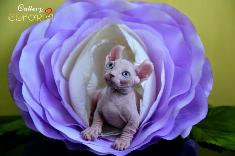 котята Канадского cфинкса, Эльфы, Двельфы.