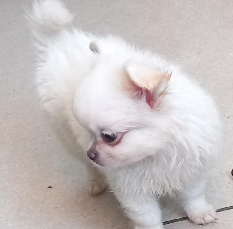 Щенки чихуахуа