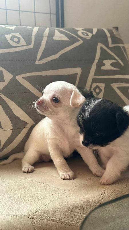 Щенки чихуахуа