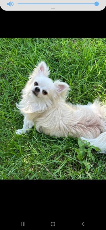 Щенки чихуахуа