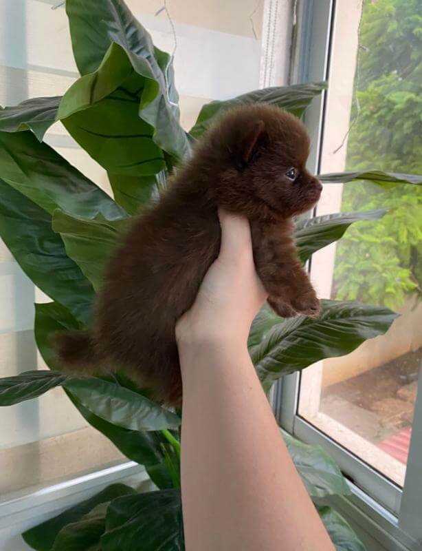 Померанский шпиц