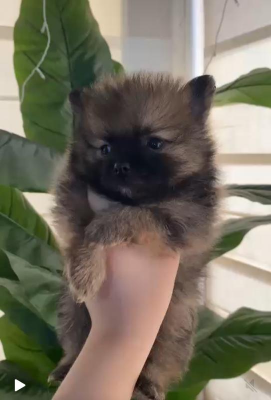 Померанский шпиц