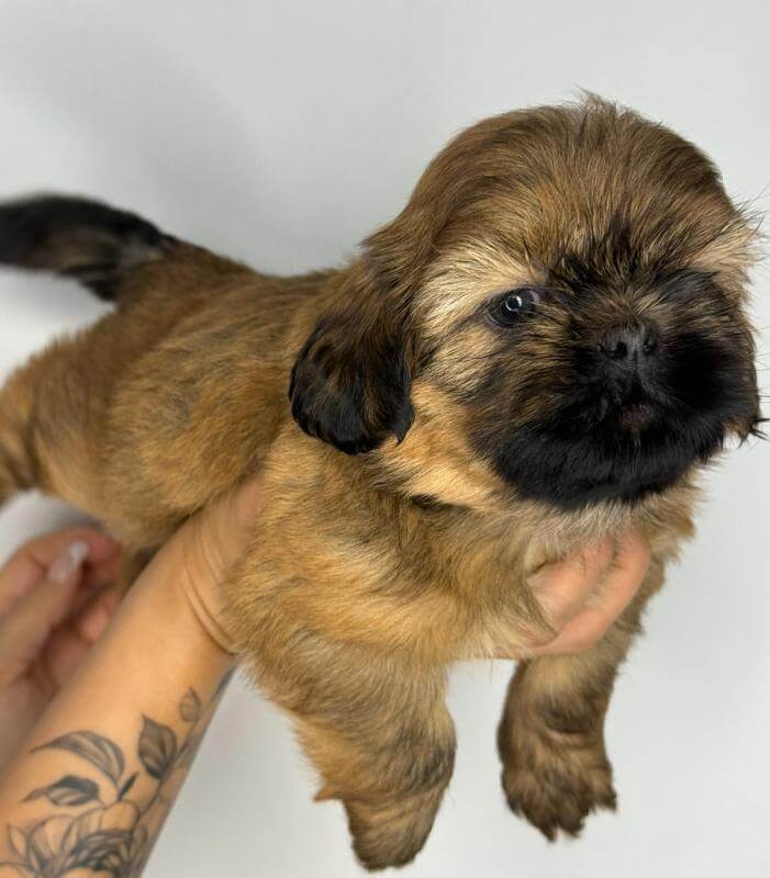 Shitzu шитцу שיצו