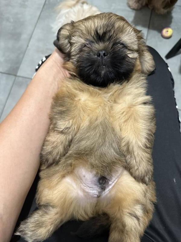 Shitzu шитцу שיצו