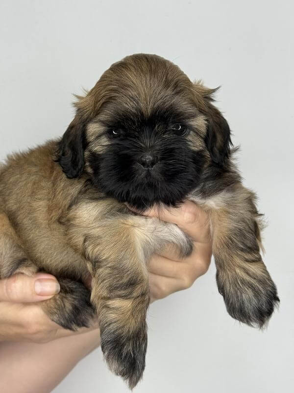 Shitzu шитцу שיצו