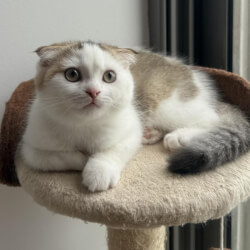 Шотландский котенок