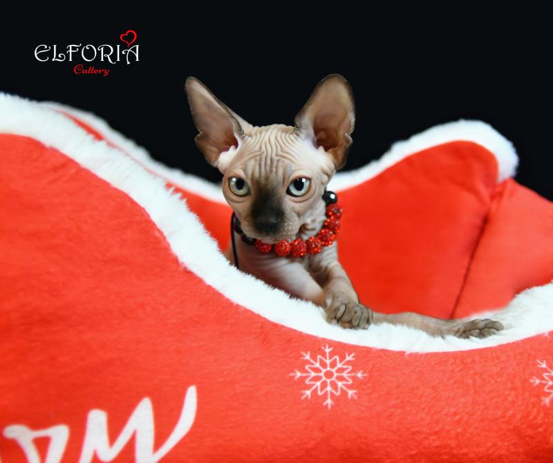 котята Канадского cфинкса, Эльфы.