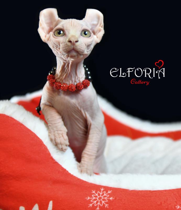 котята Канадского cфинкса, Эльфы.