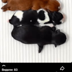 Шитцу Shitzu Shihtzu שיצו