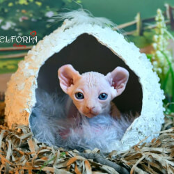 котята Канадского cфинкса, Эльфы, Бамбино.