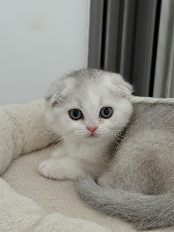 Шотландская кошка