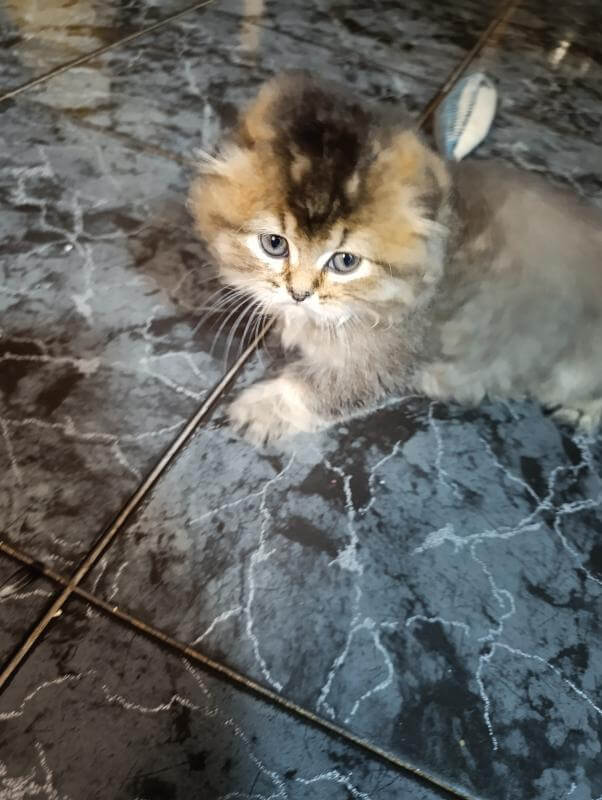 Шотландские котята