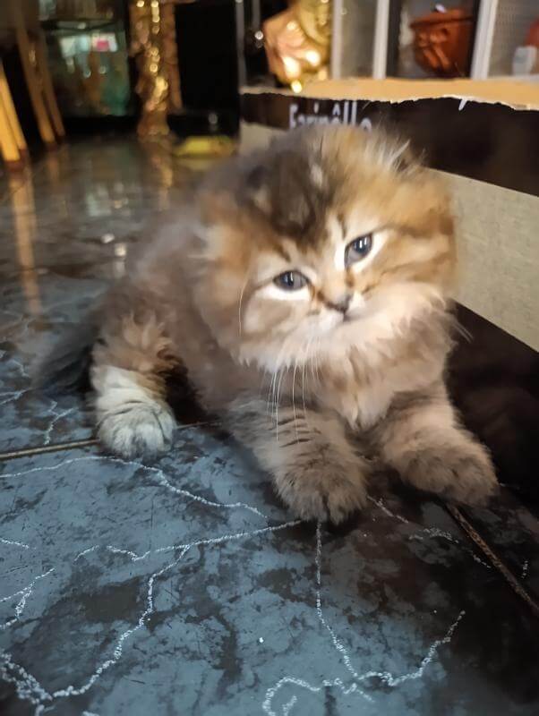 Шотландские котята