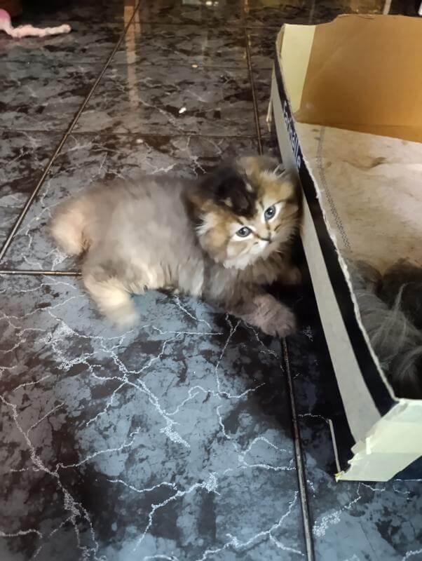 Шотландские котята